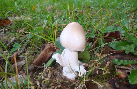 Ockergrauer Scheidenstreifling (Amanita lividopallescens) - © Bernard Wieser Ockergrauer Scheidenstreifling (Amanita lividopallescens) - © Bernard Wieser